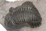 Brown Hollardops With Long Spined Cyphaspis Trilobite #230506-4